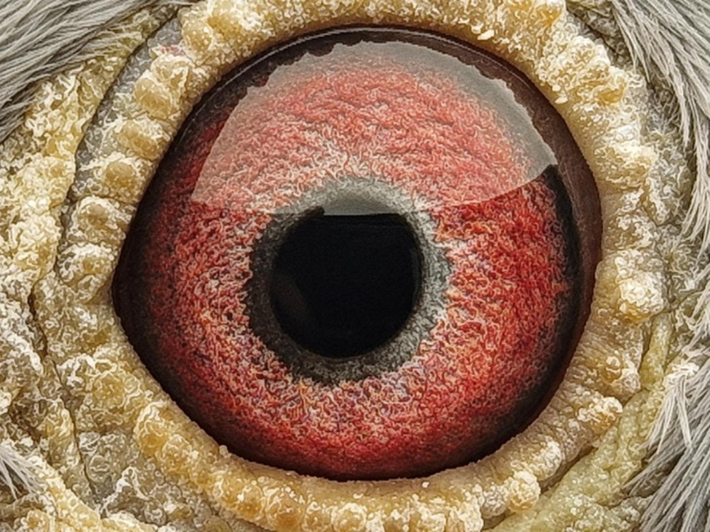 Pigeon eye